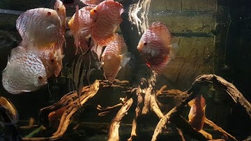 Cá đĩa bồ câu abino