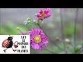 Conseil jardinage: Anémone du Japon (Pamina) taille et entretien: Plante vivace