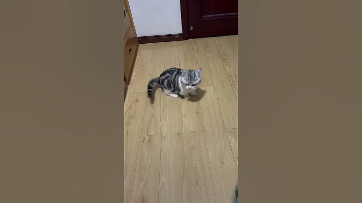 Video 11886121: cat kitten pets funnycat, kitten cute pets funnycat, cat kitten pets funny