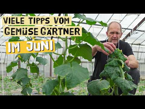 Profi-Gärtner zeigt seine besten Tipps für Tomaten, Gurken, Erdbeeren & Co.