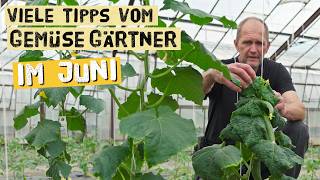 Profi-Gärtner zeigt seine besten Tipps für Tomaten, Gurken, Erdbeeren & Co.