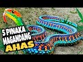 5 Pinakamagandang Ahas sa Buong Mundo | Pinaka kakaibang ahas sa buong mundo (MOST BEAUTIFUL SNAKES)