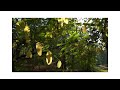 Light Wind Forest