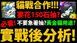 全字幕【阿紅神魔】貓戰合作😱『實戰後分析』🔥要花150石抽？🔥先別急著抽！？👉有蒙大拿/尼祿要抽嗎？黃金貓用途？要抽複製人？小獎先練誰？禮包要課嗎？【漆黑魔女凱斯莉】【天命之王佛挪】#貓咪大戰爭