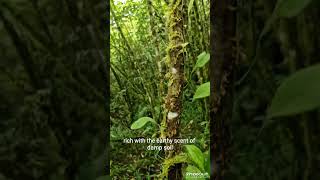 #music #cover #travelvlog