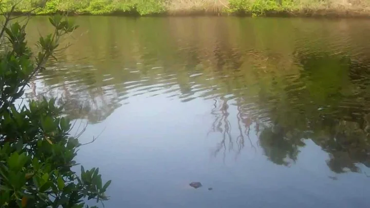 Small Gator off of Lester Finley Trail at Oscar Sc...