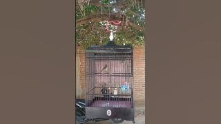 KANCILAN BAKAU (belajar_bunyi)