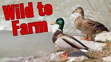 The Domestication of Ducks | From the Wild to the Farm
