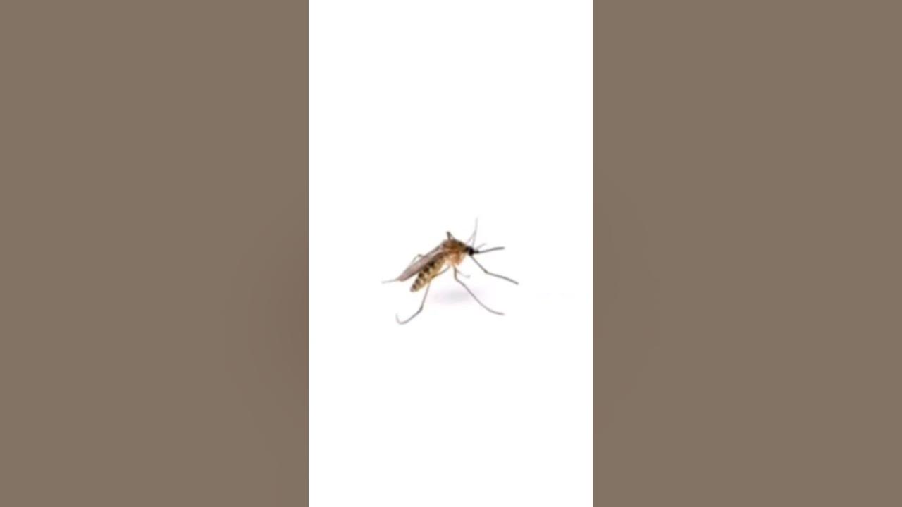 Irritating sound #shortvideo #trendingshorts