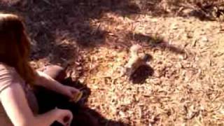 Squirrel Bite