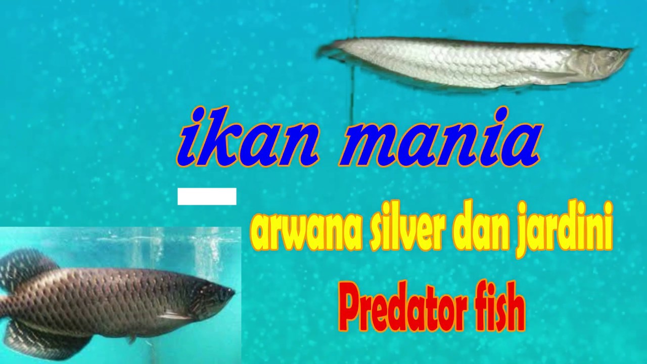 Arwana silver dan jardini satu tank II ikan predator - YouTube