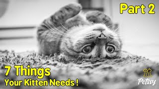 New Cat Parents Guide: 7 Things Your Kitten Needs l Petssy l Part 2