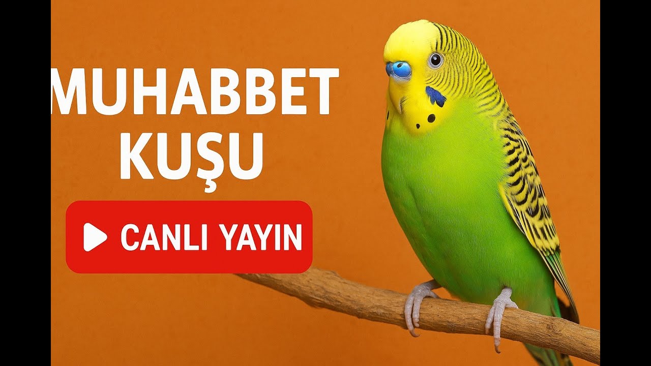 muhabbet kuşu,muhabbet kuşu sesi, muhabbet kuşu konuşturma, CANLI YAYIN