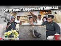 Top 10 Most Aggressive Animals in the World (REACTION)