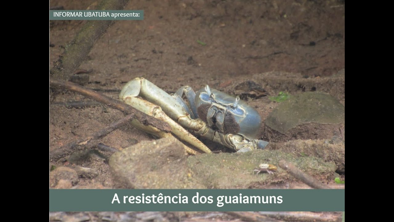 A resistência dos guaiamuns