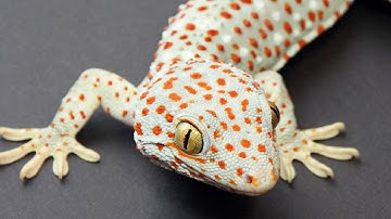 Tiếng Tắc Kè Kêu | Âm Thanh Tắc Kè Gọi Bạn Tình #tacke