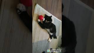 Canada Cat, Rare Cat Goalie, The Best Ever Mr. Cooper Passing Catching The Ball