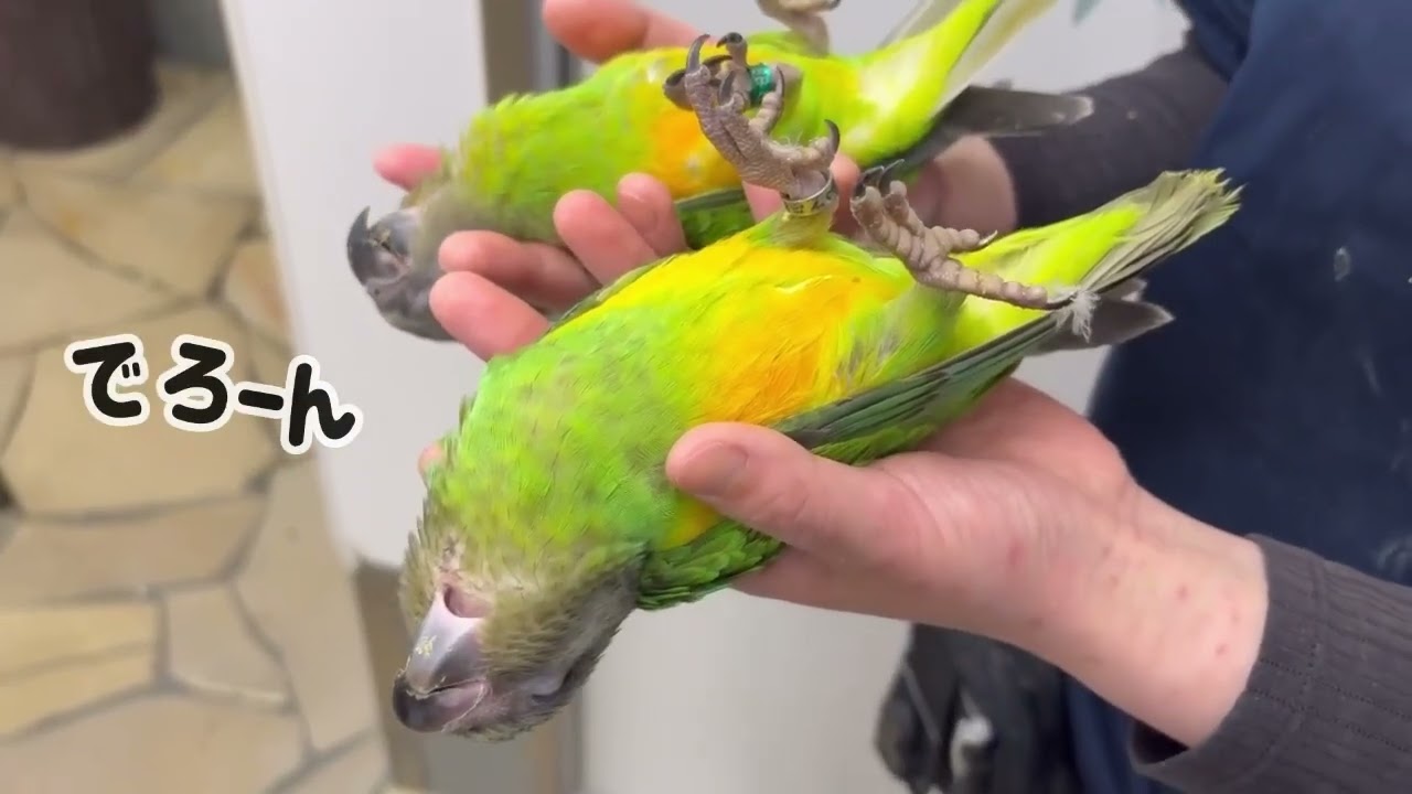 セネガルパロット | 鳥のいるカフェ