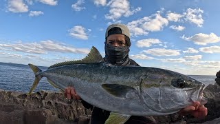 ダイワ ソルティガ ダイブ☆スターを徹底インプレ！ | まるなか大衆鮮魚