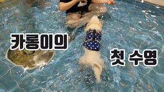 태어나서 처음 수영하는 강아지 (feat.생일날)