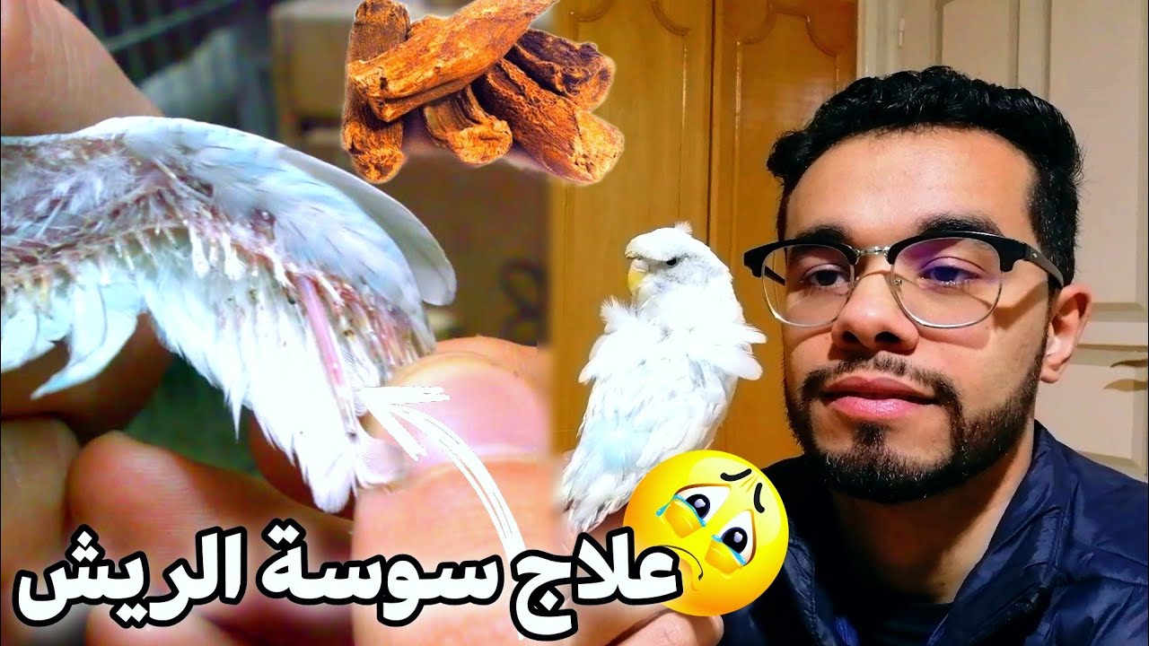 علاج سوسة الريش البادجي القسط الهندي بتجربة و فعالة 100% ❤️🇲🇦