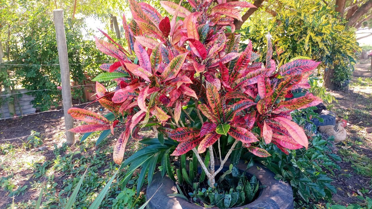 Como fazer seu CROTON CRESCER bem rápido com este ADUBO Orgânico/ Mais 5 espécies novas na coleção.