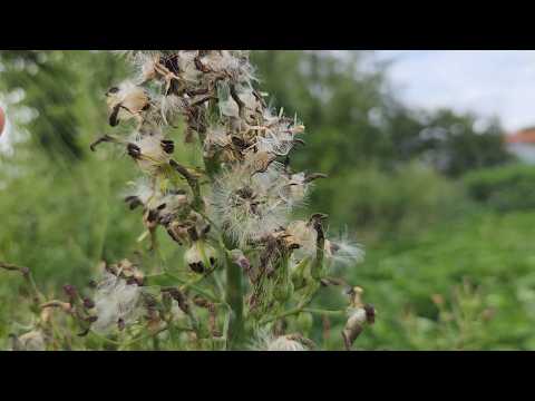 A plant better than wild ginseng! Thank you for everything from spring through summer~ Grow just ...
