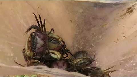 Smart Boy Make eazy deep Hole Crab Trap to catch alot of Crab - How to make crab trap