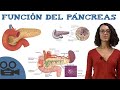 Función del páncreas - Aparato digestivo - Resumen con imágenes