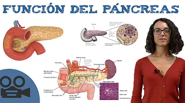 ¿Qué pasa cuando falla el páncreas?