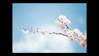 #القارئ صالح بن سالم الصاهود #سورة   AtTin التين    #Reciter Saleh Alsahood #Surah
