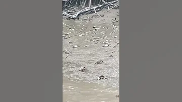Alot Of Crabs Guyana 