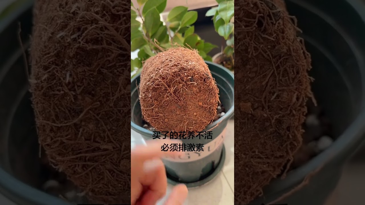 Revolutionary Hormone-Free Camellia Care - Keep Them Blooming