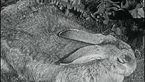 The Hare & The Tortoise