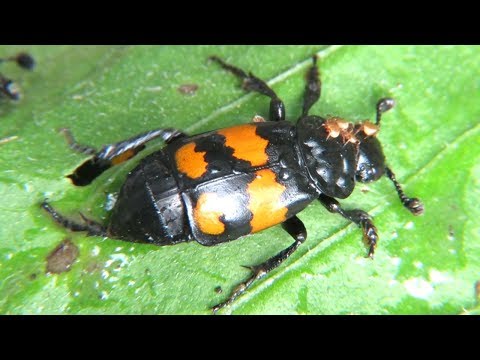 Жук Могильщик-погребатель или черноусый могильщик, Burying beetle