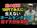 【もう抜かない】庭の雑草、実は100円で永久に生えなくできます。ホームセンターが隠したい最強の天然除草剤の作り方