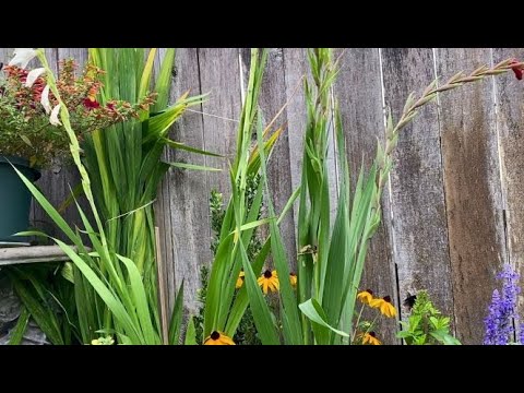 Video: Gladiolus Flower Removal - Should I Deadhead Gladiolus Flowers