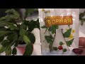 06.12.20.Декабристы.. стимуляция на цветение борной кислотой.