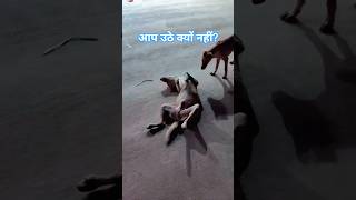 Dog Ki Funny Comedy 😂 | Aaj To Kutta Bhi Shock Me Hai 🐶🤣funnyvideo #viralvideo