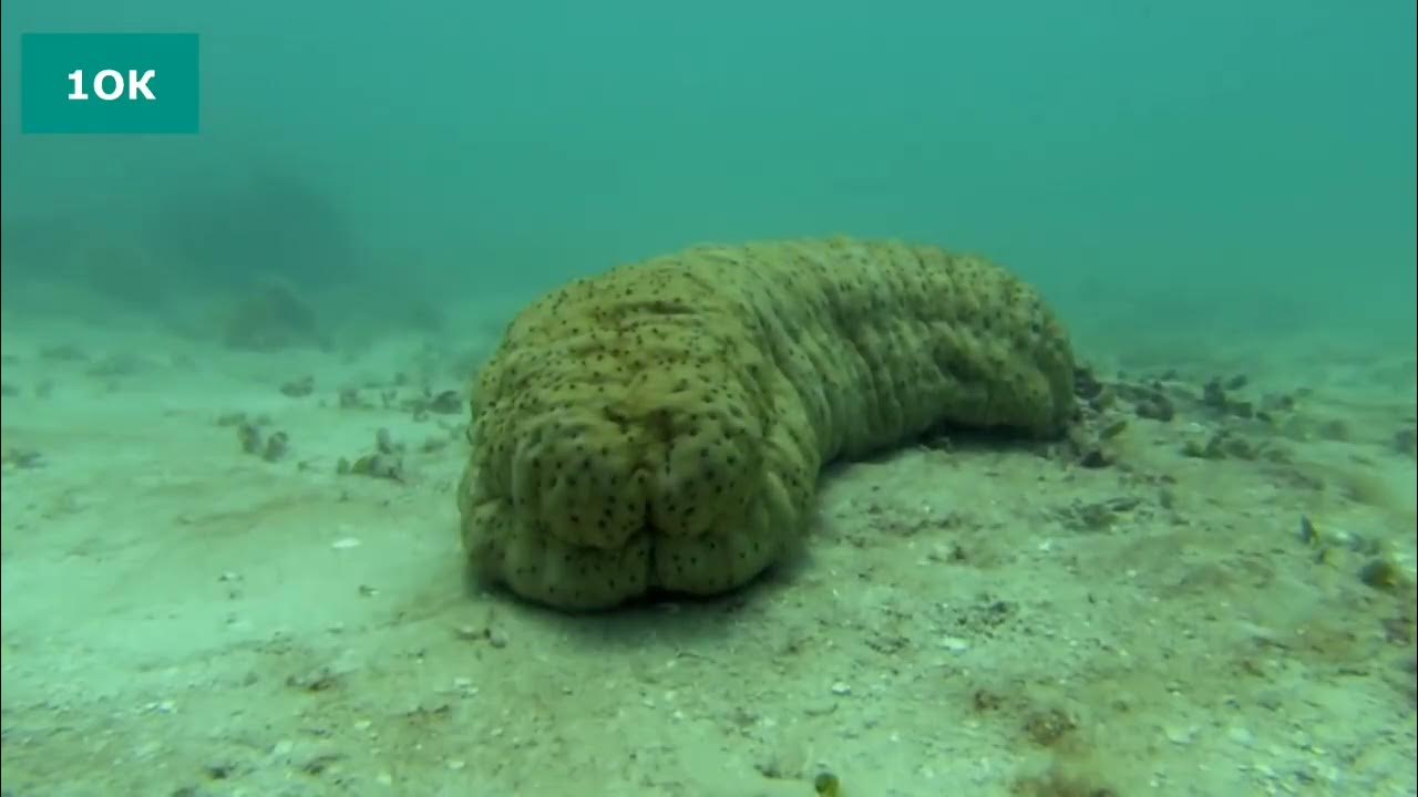 попка морской звезды. морской огурец. морской огурец симбиоз. морской огурец прикол. черная морская звезда.