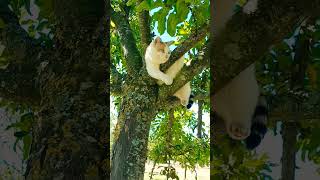🐱🐈 #cat #cats #rural #outdoors #animal #pet #pets #cute #shorts #tree #catlife