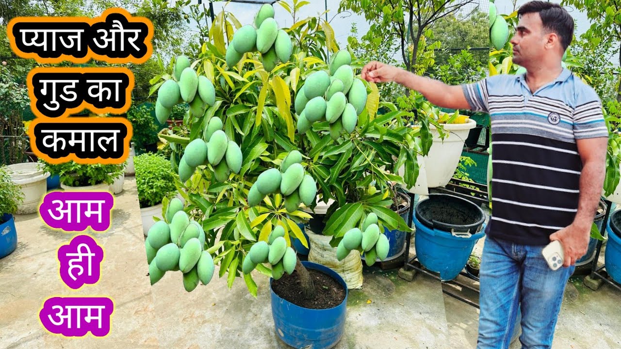 आम के पौधे में प्याज और गुड़ का कमाल भर भर के आ रहे हैं फाल।