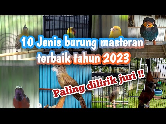 Top 10 burung masteran terpopuler di Indonesia tahun 2023 class=