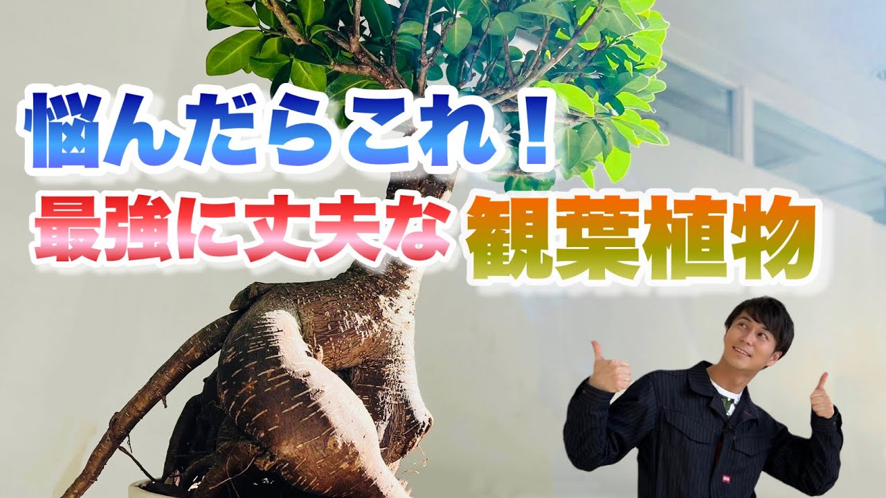 【精霊が宿る木】丈夫で育てやすくかっこいい！ガジュマルの育て方【観葉植物】【運気アップ】