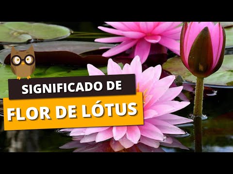 Vídeo: As flores de lótus são símbolos divinos de pureza e vida