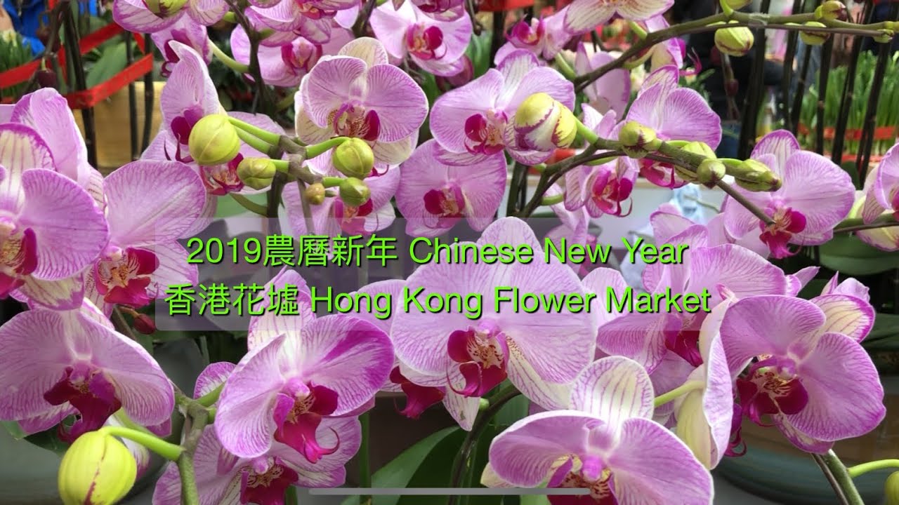 Hong Kong Flower Market Chinese New Year