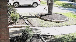 Famous Video: Red-tailed hawk tries to snatch little dog from Missouri City yard Profile