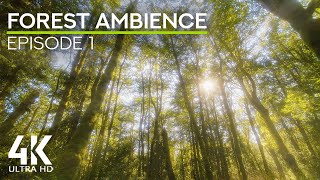 4K Peaceful Forest Ambience - Birds Chirping & Sunrays shining through the Trees - Episode 1