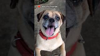 Which heart did you choose?#fyp #shorts #ytshorts #trending #viral #shortfeed #foryou #dogshorts Which heart did you choose?#fyp #shorts #ytshorts #trending #viral #shortfeed #foryou #dogshorts