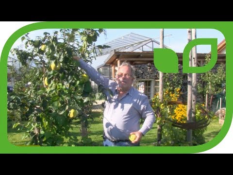 Video: Tăieri de gutui din pomi fructiferi - Când și cum să tăiați un copac de gutui